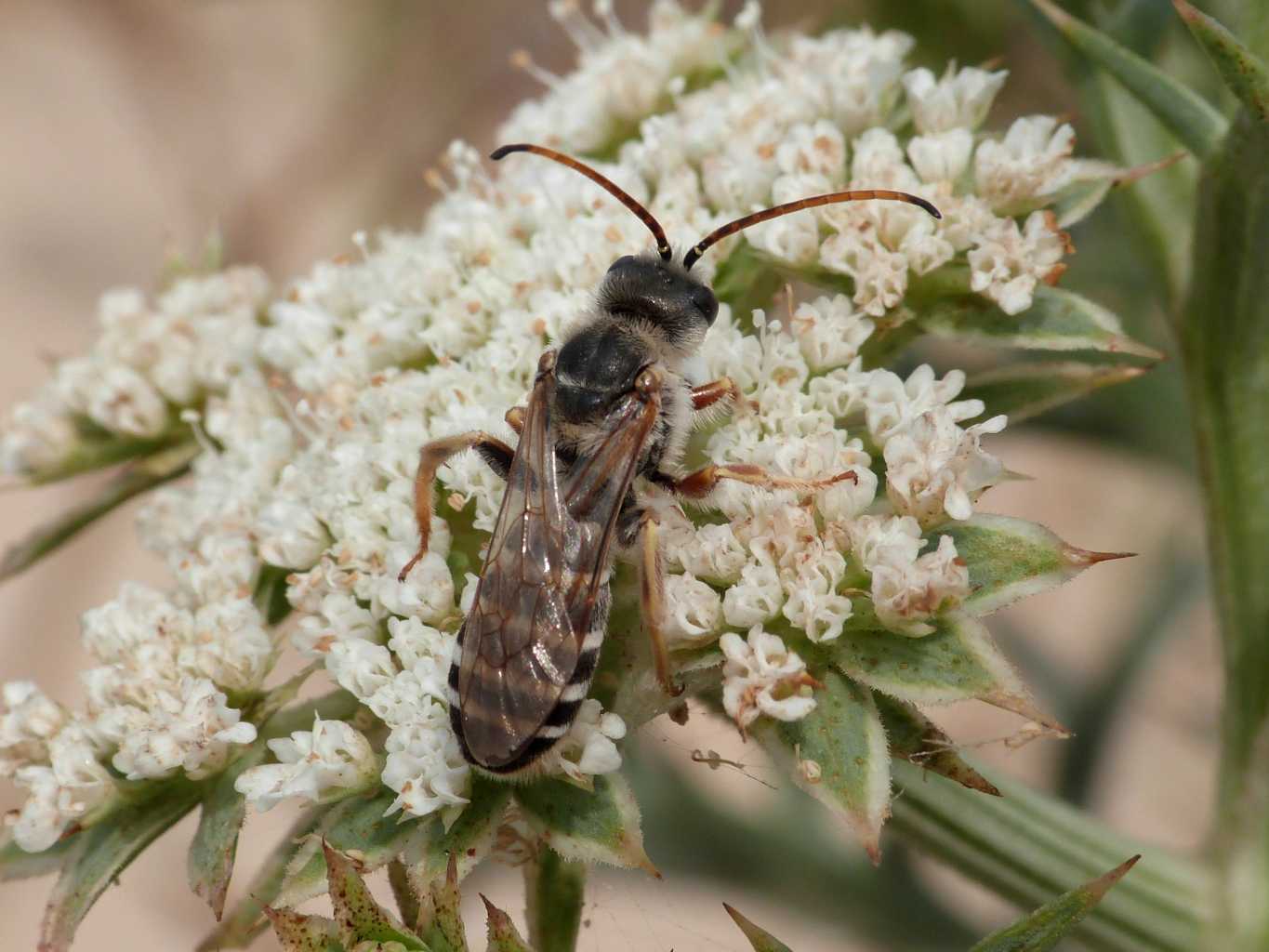 Grosso Apidae Halictinae: Halictus quadricinctus